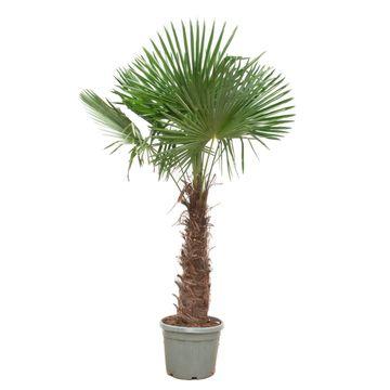 Henneppalm – Trachycarpus fortunei – 180 cm