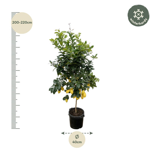 Citroenboom – Citrus lemon – 200 cm