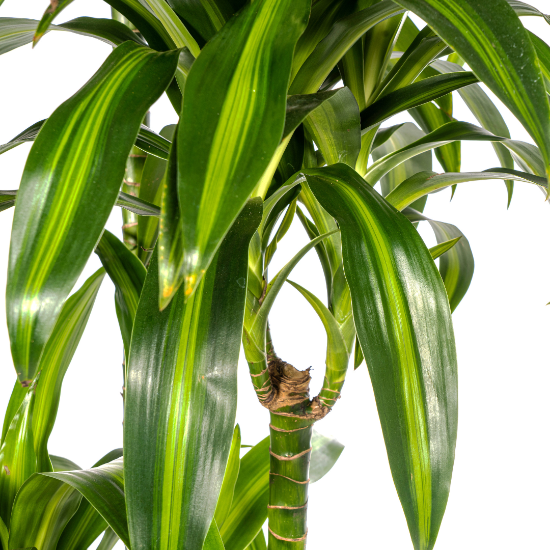 Drakenboom - Dracaena Hawaiian Sunshine - 190cm