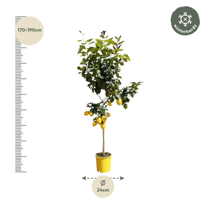 Citroenboom – Citrus limon – 150 cm