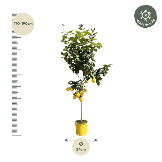 Citroenboom – Citrus limon – 150 cm