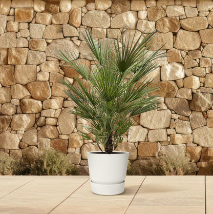 Dwergpalm – Chamaerops humilis – 150 cm
