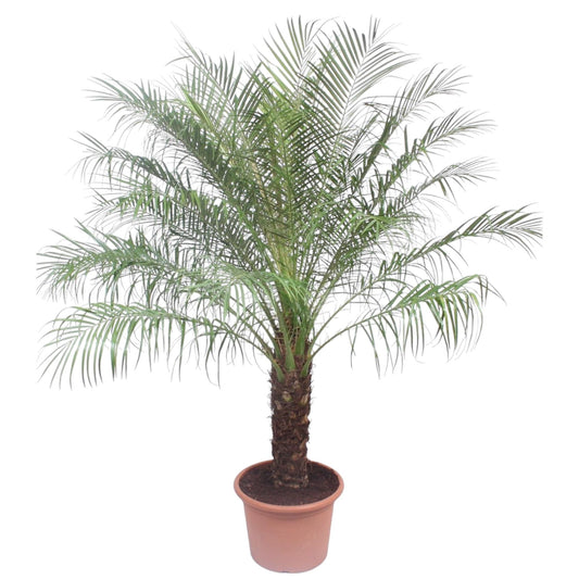 Dwergdadelpalm – Phoenix Roebelinii – 200 cm