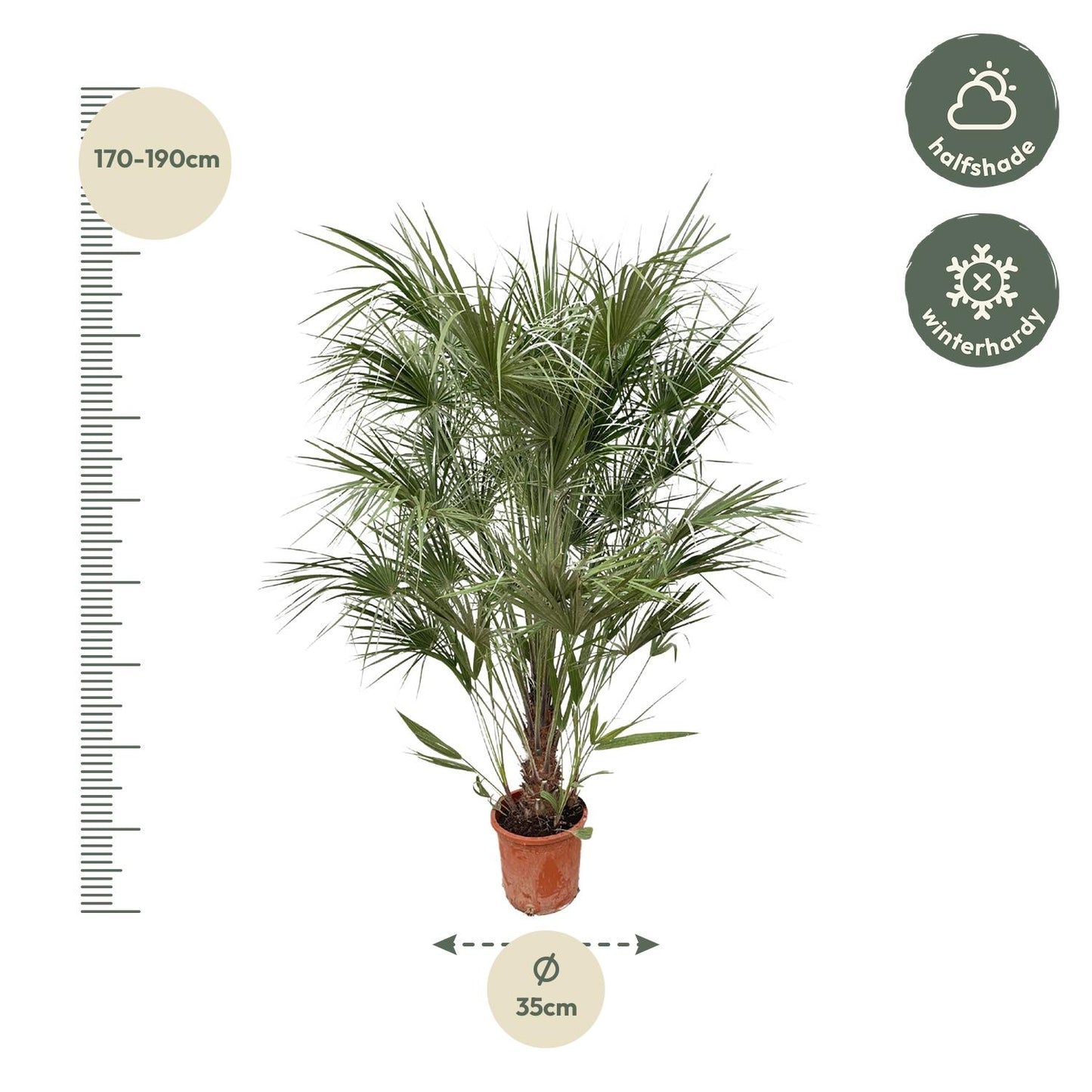 Dwergpalm struik – Chamaerops humilis – 170 cm