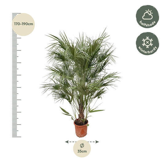Dwergpalm struik – Chamaerops humilis – 170 cm