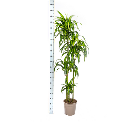 Drakenboom - Dracaena Hawaiian Sunshine - 190cm