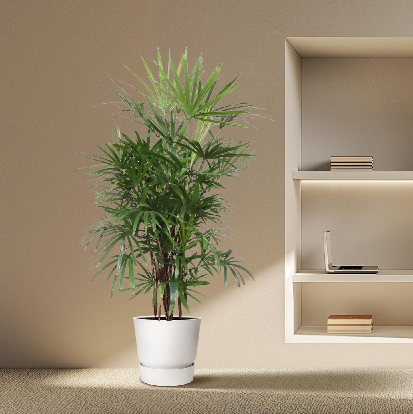 Vingerpalm – Rhapis excelsa – 190 cm