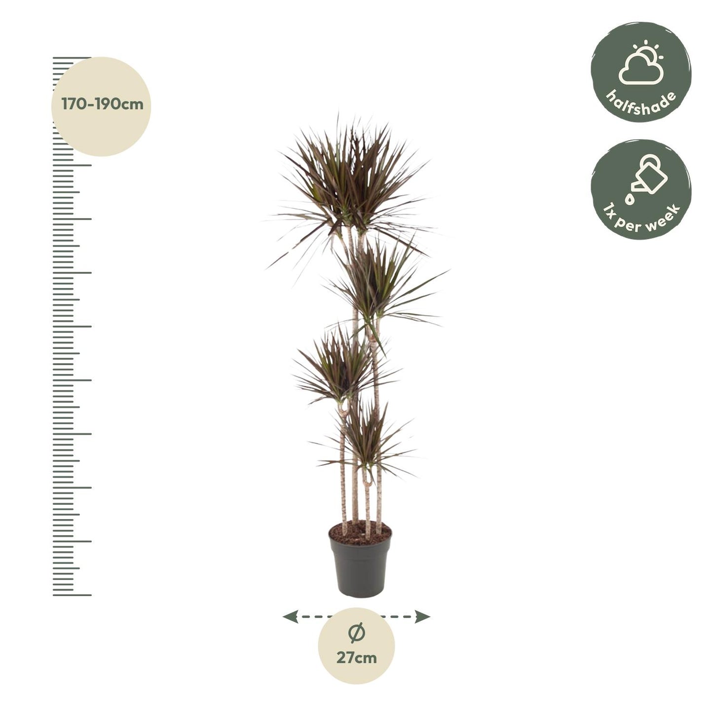 Drakenbloedboom – Dracaena Magenta – 180 cm