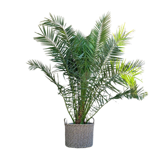 Canarische dadelpalm – Phoenix canariensis – 300 cm