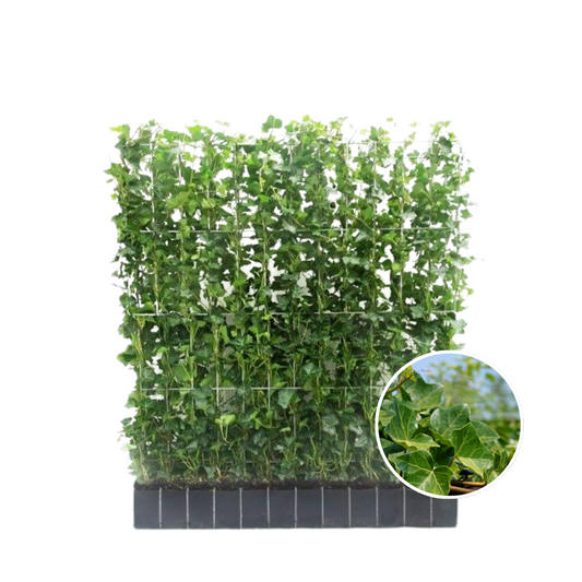 Kant en klaar haag - Klimop - Hedera hibernica -120 cm