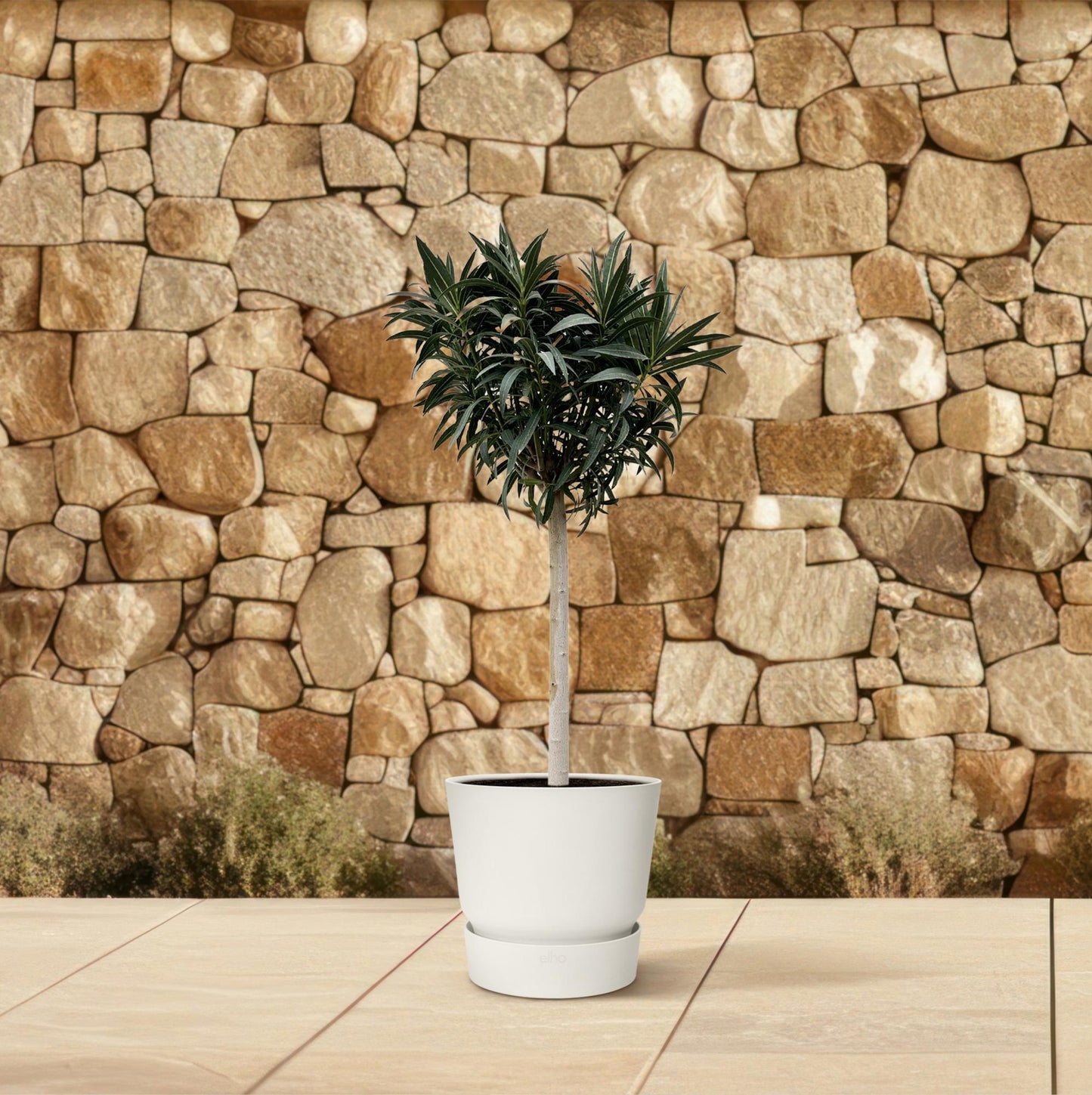 Oleander – Nerium oleander - Witte bloem – 200 cm