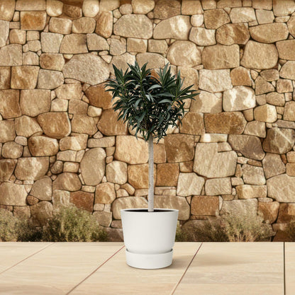 Oleander – Nerium oleander - Witte bloem – 200 cm