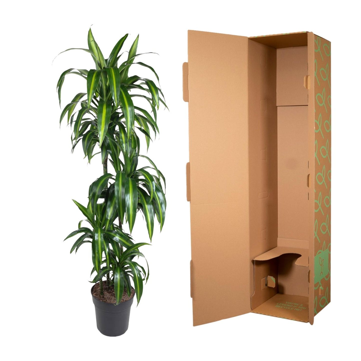 Drakenbloedboom – Dracaena Hawaiiana – 180 cm