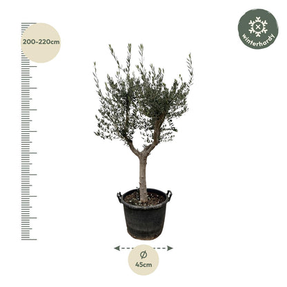 Olijfboom – Olea europaea cultivo – 220 cm