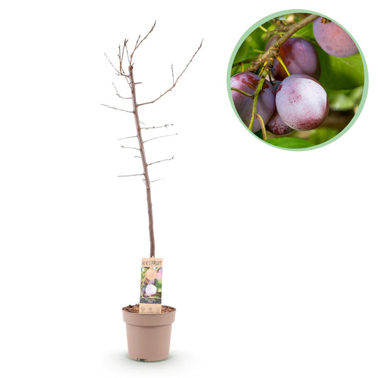 Pruimenboom – Prunus domestica Opal – 90 cm