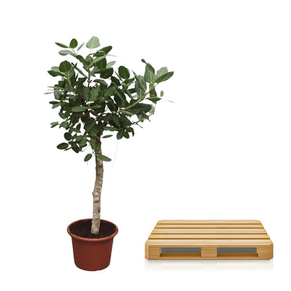 Banyanboom – Ficus benghalensis – 200 cm