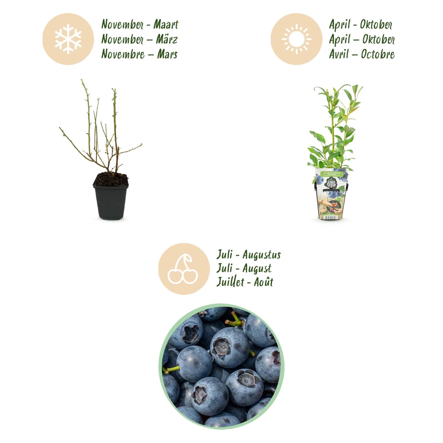 Blauwe Bes – Vaccinium Northland – Winterhard – 6 planten
