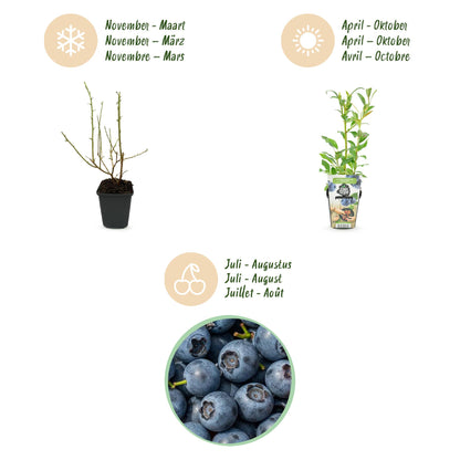 Blauwe Bes – Vaccinium Northland – Winterhard – 6 planten