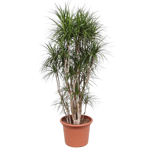 Drakenboom – Dracaena marginata – 220 cm