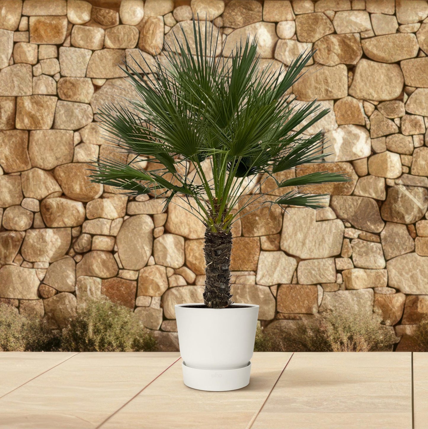 Dwergpalm – Chamaerops humilis op stam  – 150 cm