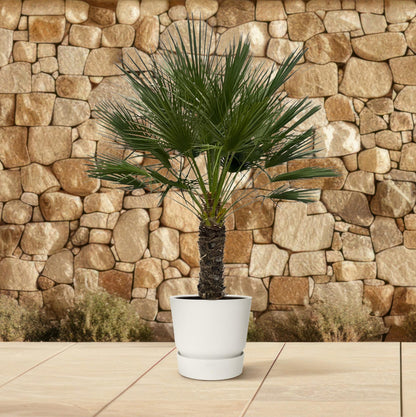 Dwergpalm – Chamaerops humilis op stam  – 150 cm