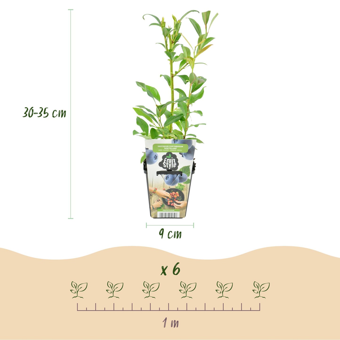 Blauwe Bes – Vaccinium Northland – Winterhard – 6 planten