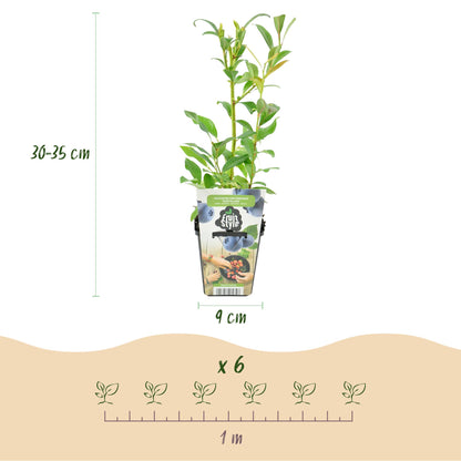 Blauwe Bes – Vaccinium Northland – Winterhard – 6 planten