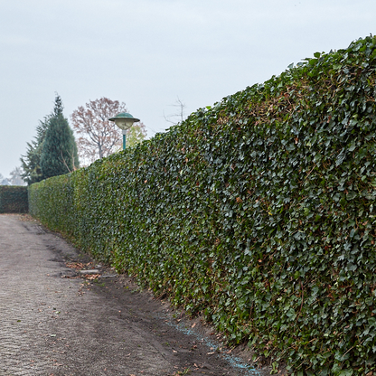 Kant en klaar haag - Klimop - Hedera hibernica -180 cm