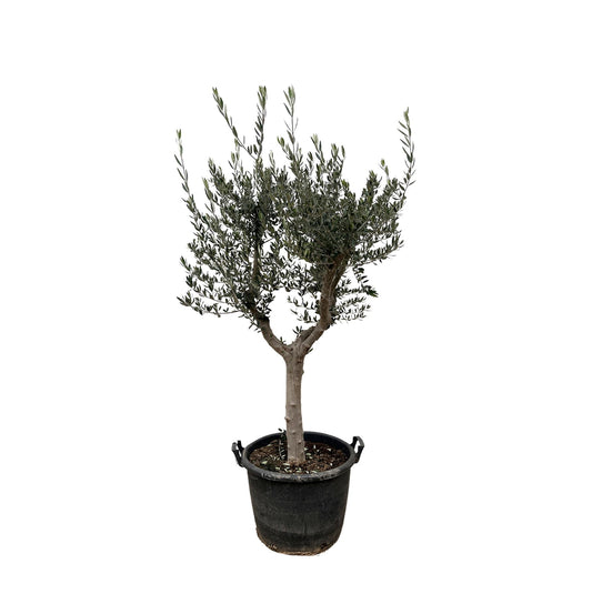Olijfboom – Olea europaea cultivo – 220 cm