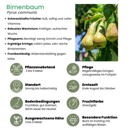 Perenboom – Pyrus – 160 cm