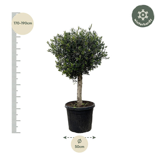 Olijfboom – Olea europaea Lorc – 180 cm