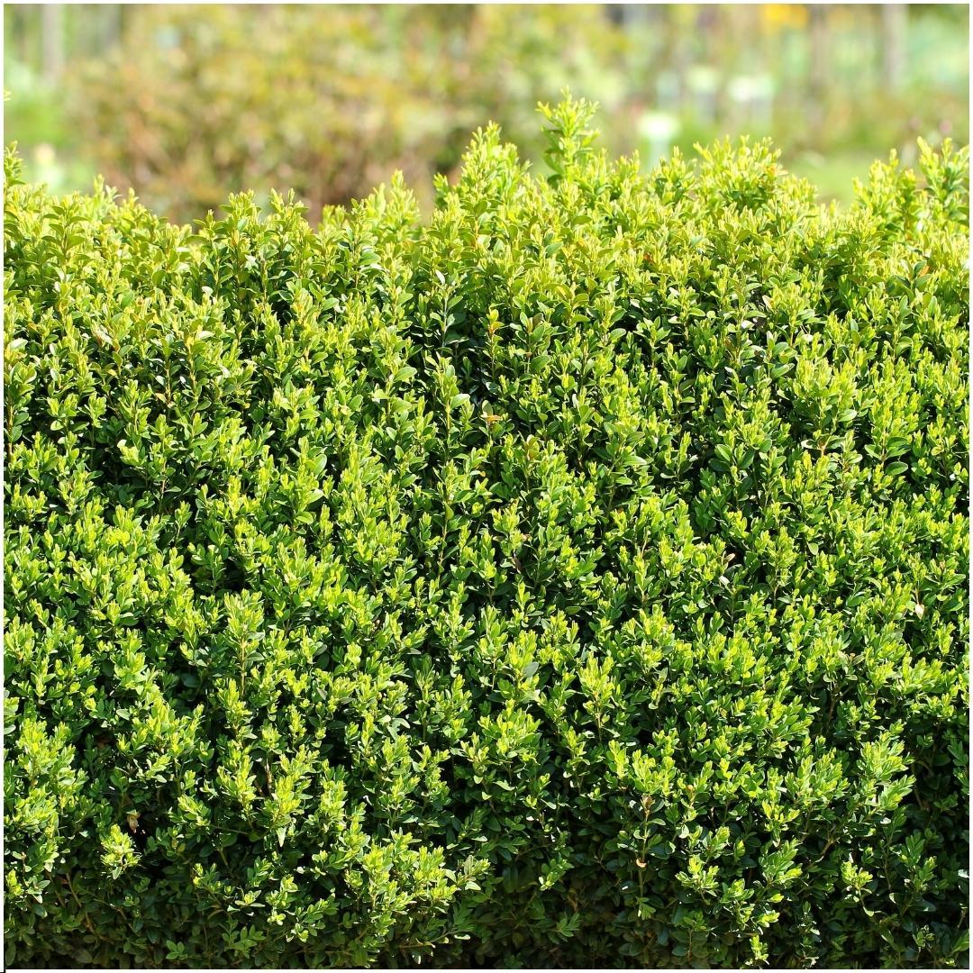 Buxushaag – Buxus sempervirens – 6 stuks – onbekend cm