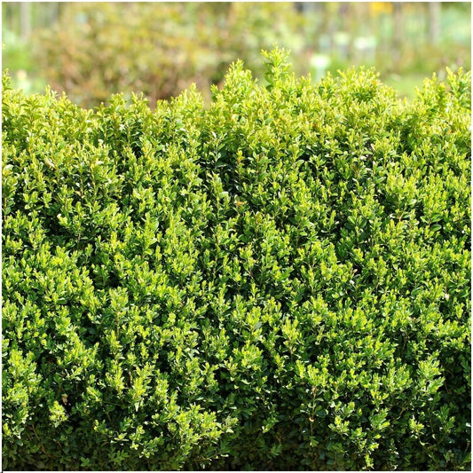 Buxushaag – Buxus sempervirens – 6 stuks – onbekend cm
