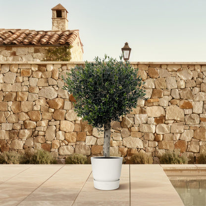 Olijfboom – Olea europaea Lorc – 180 cm