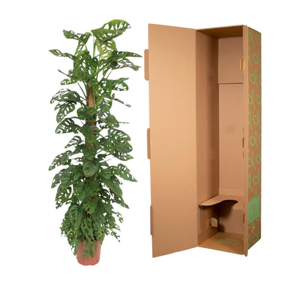 Monstera Monkey Leaf mosstok - 170 cm - ø27