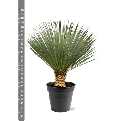Palmlelie – Yucca rostrata – 120 cm