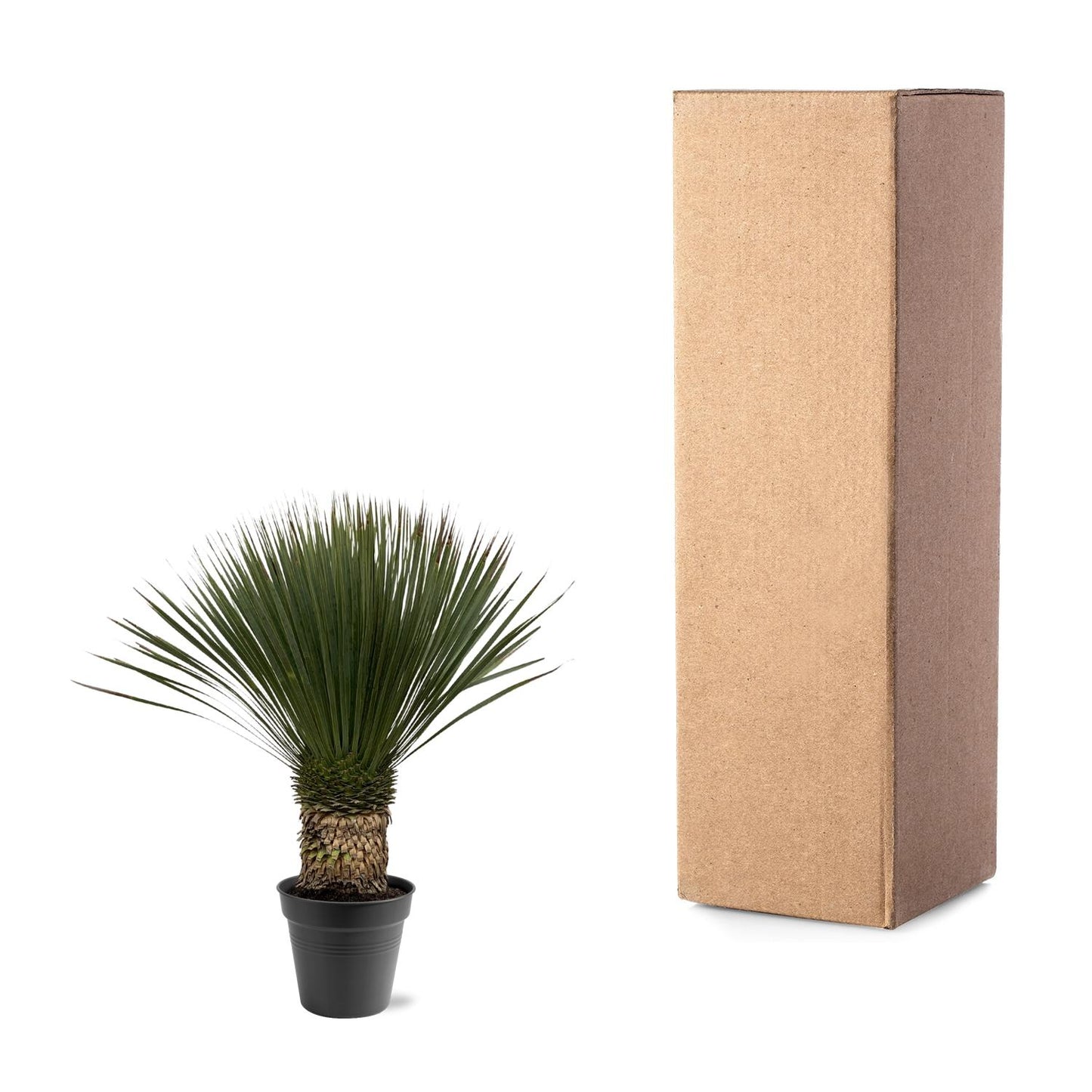 Palmlelie – Yucca rostrata – 100 cm