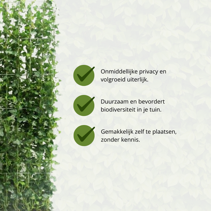 Kant en klaar haag - Klimop - Hedera hibernica -120 cm