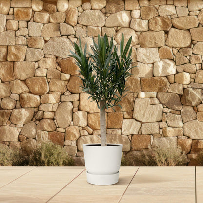 Oleander – Nerium oleander - Rode bloem – 110 cm