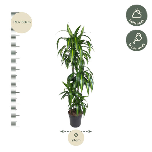 Drakenbloedboom – Dracaena Hawaiiana – 180 cm