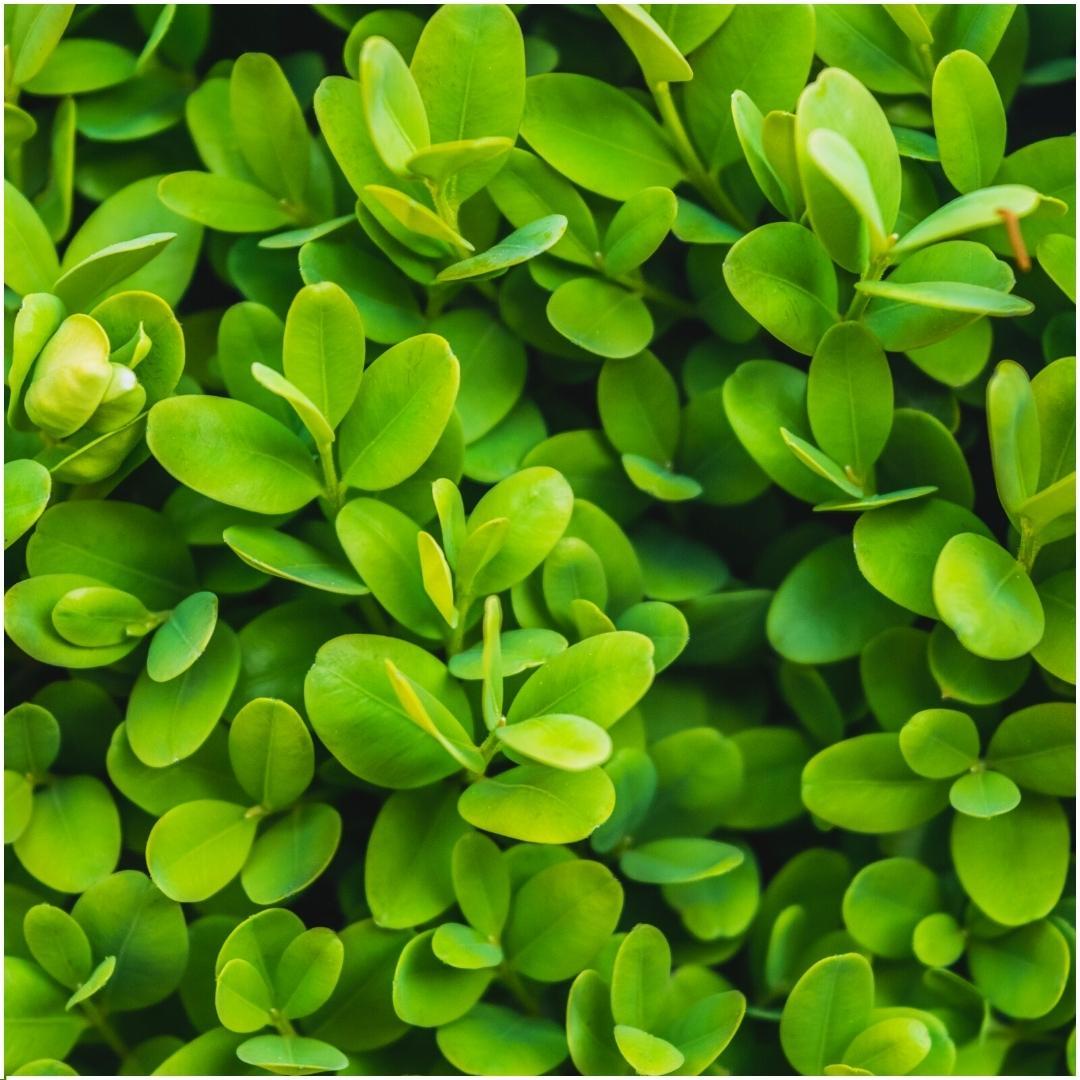 Buxushaag – Buxus sempervirens – 6 stuks – onbekend cm