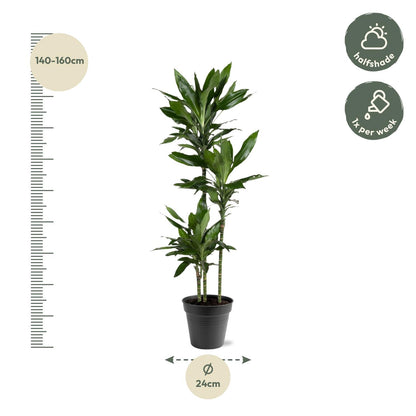 Dracaena Janet Lind - 150-160 cm - ø24