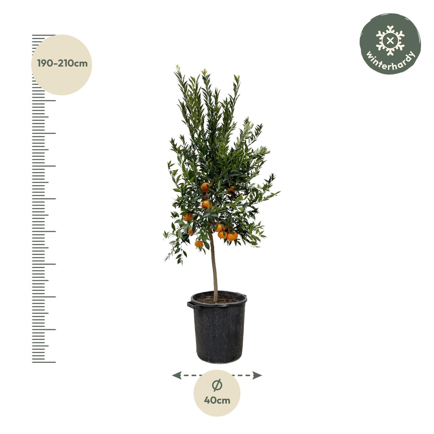 Mandarijnboom – Citrus Calamondin – 200 cm