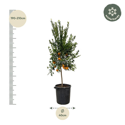 Mandarijnboom – Citrus Calamondin – 200 cm
