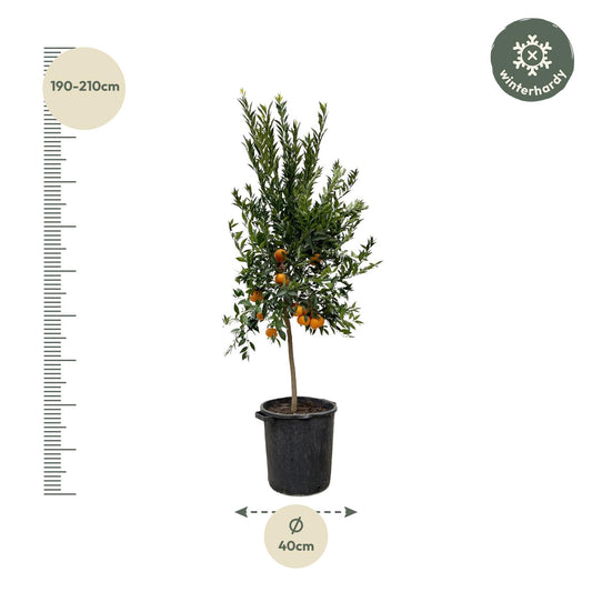 Mandarijnboom – Citrus Calamondin – 200 cm