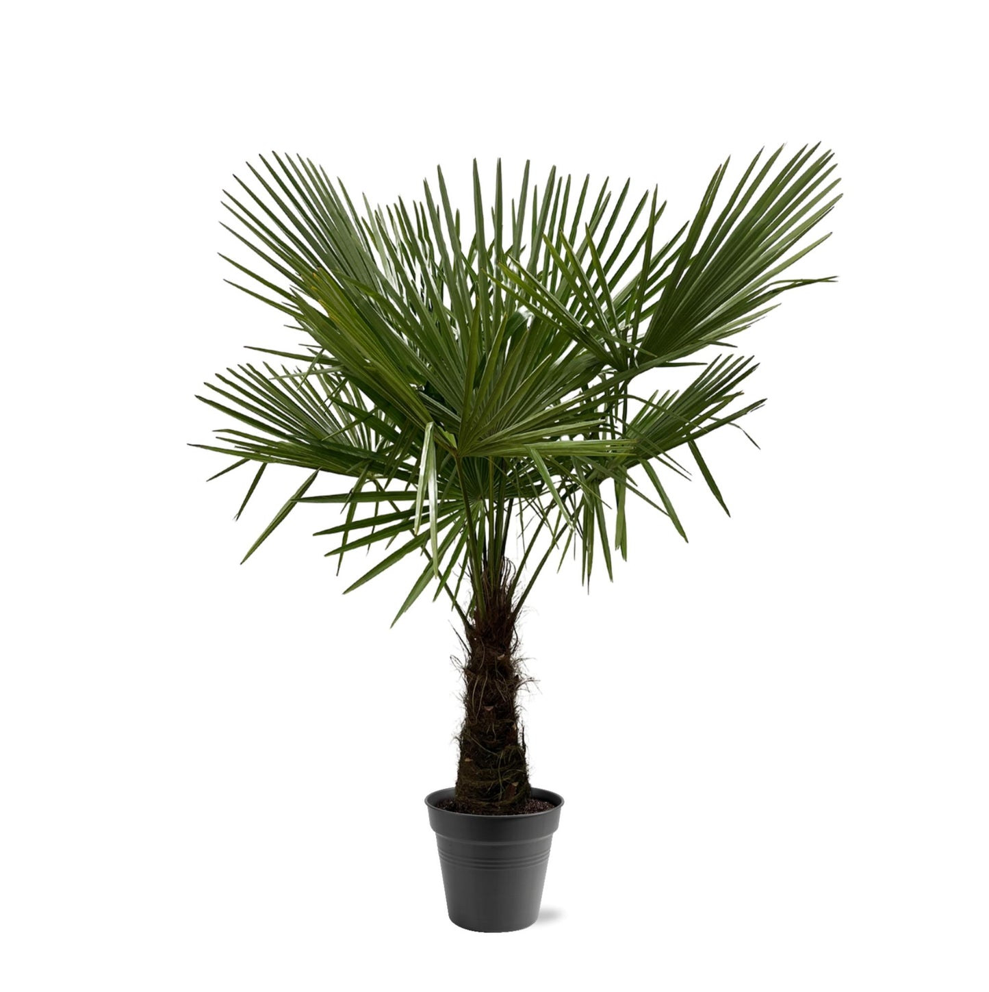 Henneppalm – Trachycarpus fortunei – 180 cm