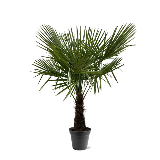 Henneppalm – Trachycarpus fortunei – 180 cm
