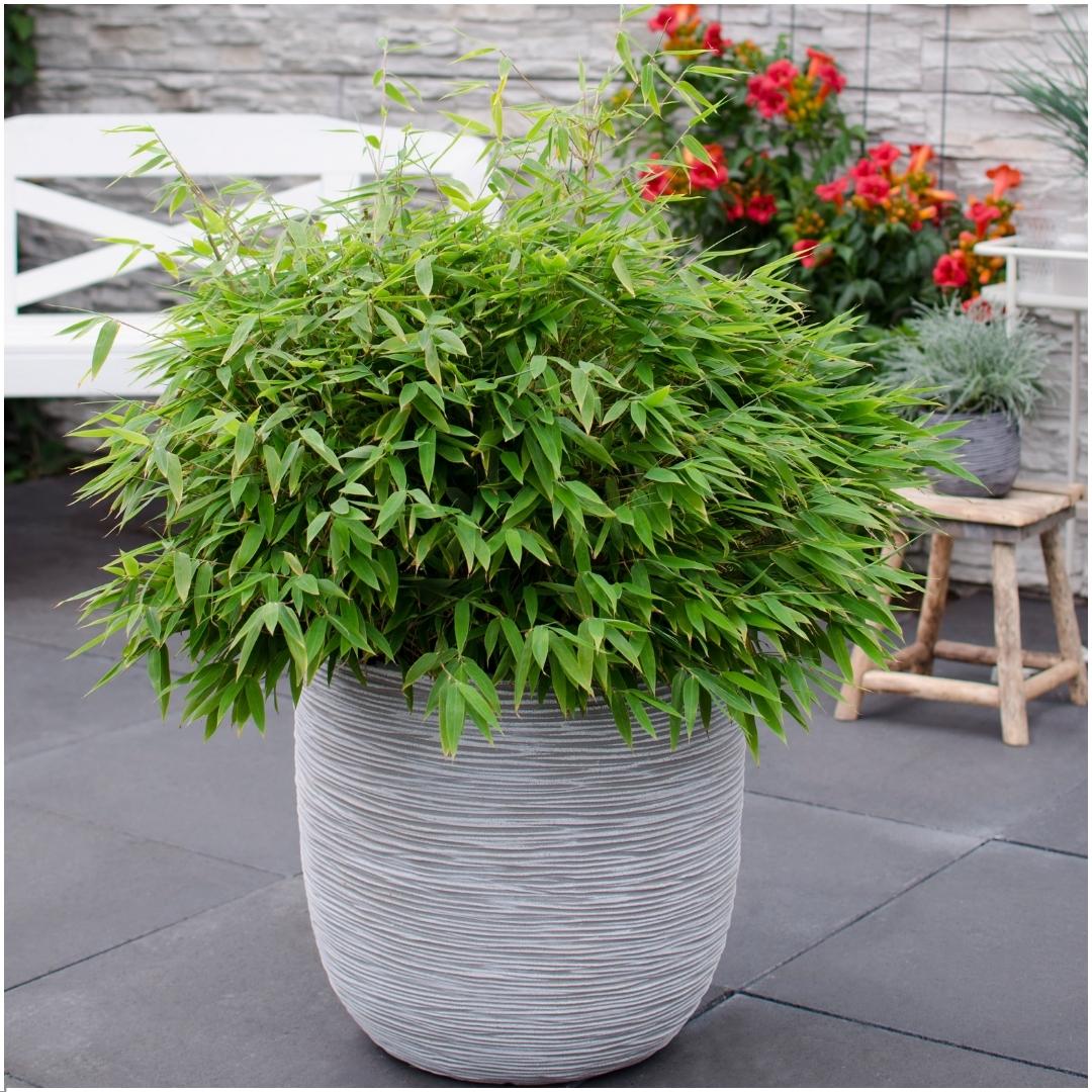 Bamboehaag – Fargesia moontears – 1 stuk – 70 cm