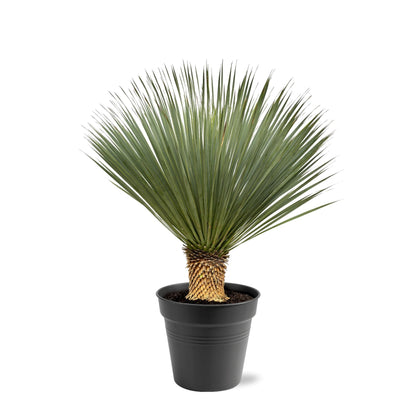 Palmlelie – Yucca rostrata – 120 cm