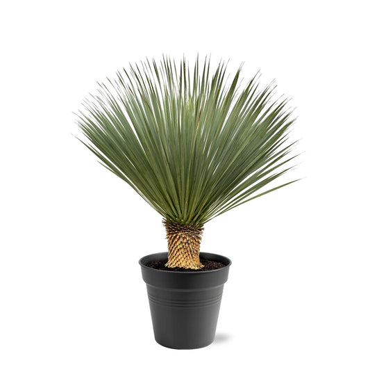 Palmlelie – Yucca rostrata – 120 cm